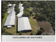 ALTOS, CORDILLERA: 20 HAS, GRANJA, EXPLOTACIÓN CONTINUA, CON AUTORIZACIÓN Y PRODUCTIVIDAD.