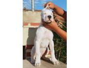 Dogo Argentino con Pedigree