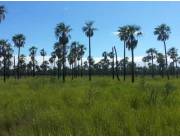 Vendo 11.200 Hectareas en Pozo Azul¨. Boqueron