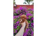 CANICHE TOY ROJA