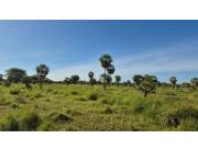 EN VENTA 1000 HECTAREAS EN NINFA - JOSÉ FALCÓN