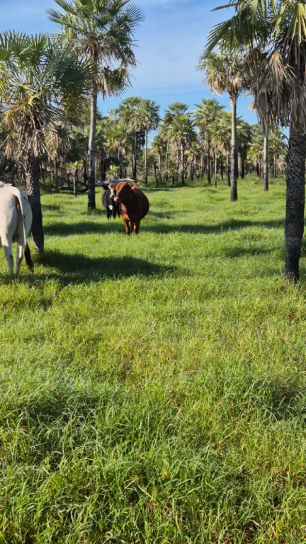 EN VENTA 1000 HECTAREAS EN NINFA - JOSÉ FALCÓN — foto 2