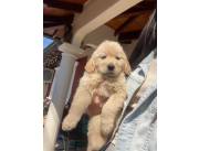 Golden retriever 🐕 ✨️ genética top