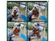 Pastores australianos hembras red y blue