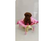 CANICHE TOY ROJA HEMBRA