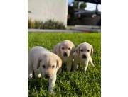 LABRADOR