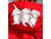 Bichón maltes