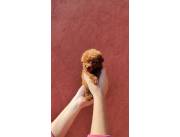 POODLE HEMBRA ROJA TOY