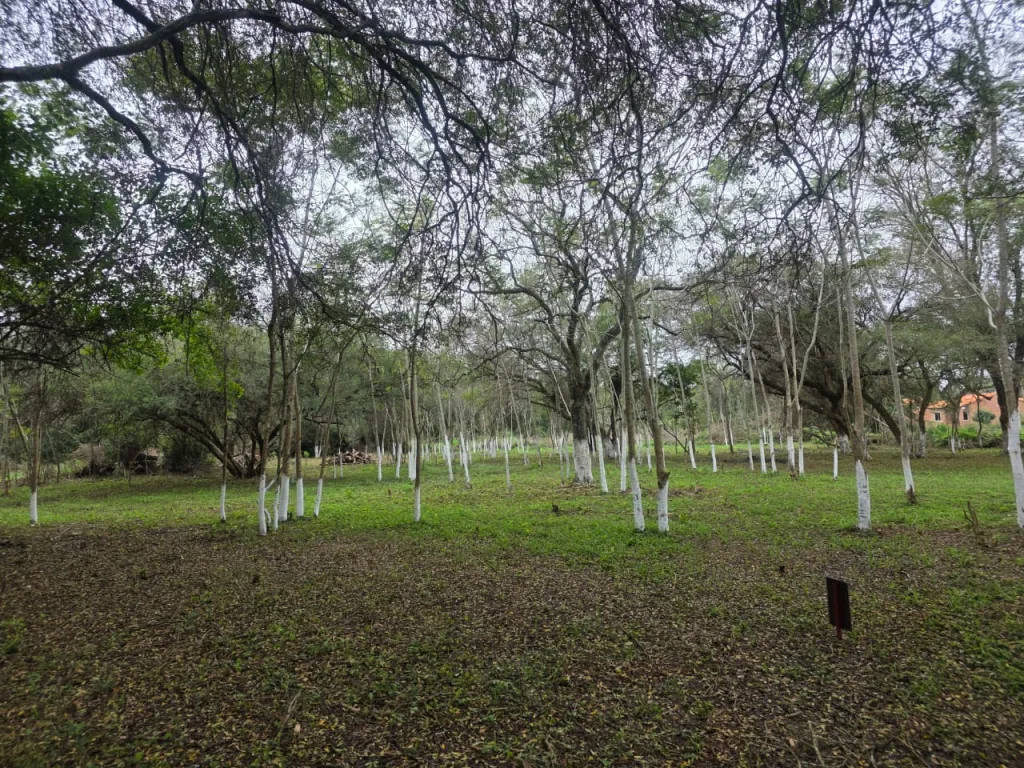 Terrenos Tarumandy — foto 2