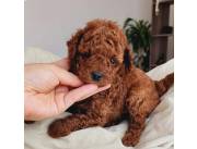 CANICHE ROJO PIMENTON