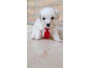 CANICHE TOY REALES MACHO Y HEMBRA