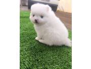 POMERANIA MINI HEMBRA