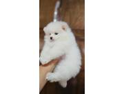 LULU POMERANIA MACHO CON PEDIGREE