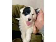 Border collie