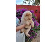 CHOW CHOW MACHO