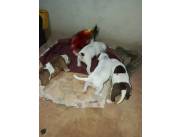 PITBULL TERRIER RED NOSE