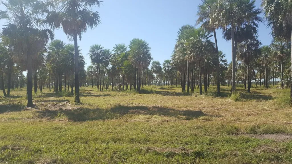 Vendo terreno en Chaco´i, Nueva Asunción 📍 Ubicado a 8 cuadras de la ruta Nanawa — foto 2