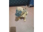 Hermosos ejemplares Boxers