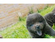 Chow chow hembra y macho