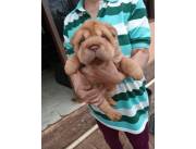 Sharpei hembra y macho