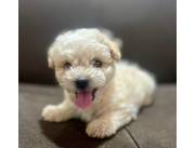 Caniche toy