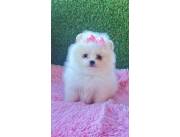 Pomerania mini hembra