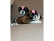 Cachorros Shih Tzu