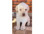 Cachorros Labrador