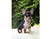 Cachorros Chihuahua hembra