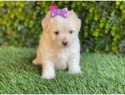 Cachorros Caniche Mini Toy Hembra y Macho
