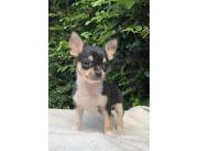 Cachorros Chihuahua