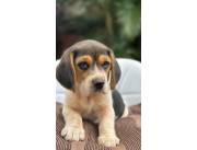 Cachorro Beagle