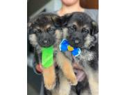 Cachorros Pastor Alemán