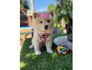 Cachorros Chow Chow