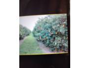 Instalación de riego por goteo en plantacion fruticola. RUC:856879