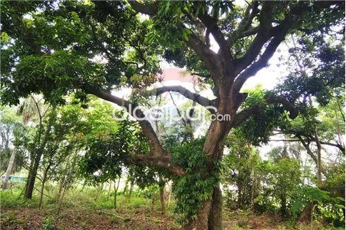 Terreno en Venta en Central Villeta VALLE PO.I Villeta — foto 3