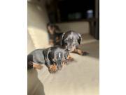 Cachorros Teckel