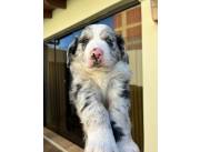 BORDER COLLIE MERLE