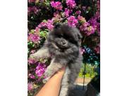 LULU POMERANIA MACHO
