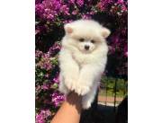 LULU POMERANIA MACHO