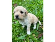 CANICHE TOY HEMBRA