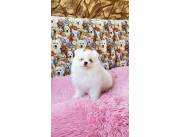 LULU POMERANIA HEMBRA