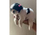 SHIHTZU SHITZU HEMBRA