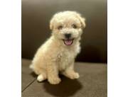 CANICHE HEMBRA TOY