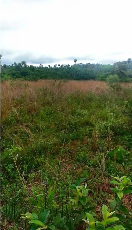 VENDO 5 HECTAREAS EN ATYRA COD 5052 — foto 3
