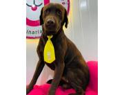 LABRADOR CHOCOLATE HEMBRA