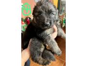 PASTOR ALEMAN PELO LARGO