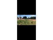 VENDO TERRENOS EN FERNANDO NORTE ZONA LAGUNA GRANDE COD 5228