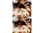 VENDO HEMBRITAS BULLDOG FRANCES