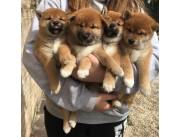 Hermosos cachorros Shiba Inu disponibles para adopción